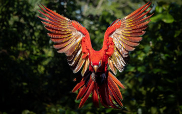 Картинка рисованное животные +птицы +попугаи полет красный птица попугай ара