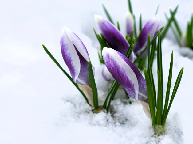 Обои картинки фото цветы, крокусы, фиолетовые, снег