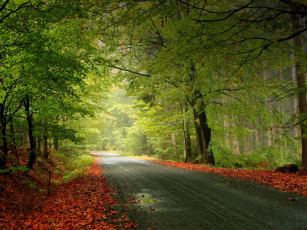 Картинка природа дороги деревья осень листья