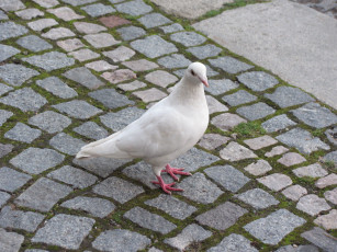 Картинка животные голуби белый голубь