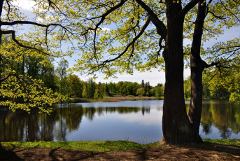 Картинка природа реки озера река деревья покой