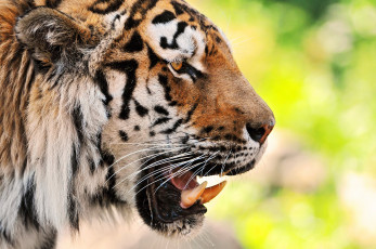 Картинка животные тигры тигр клыки