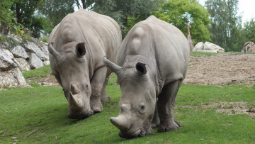 Картинка животные носороги трава носорог пара рог опушка
