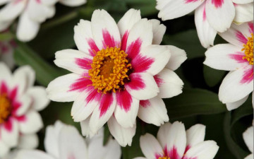 Картинка цинния гибридная цветы двухцветные
