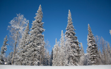 Картинка природа зима ели снег деревья