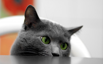 Картинка животные коты кот кошка морда