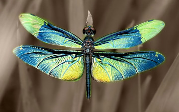Картинка животные стрекозы стрекоза радужные крылья