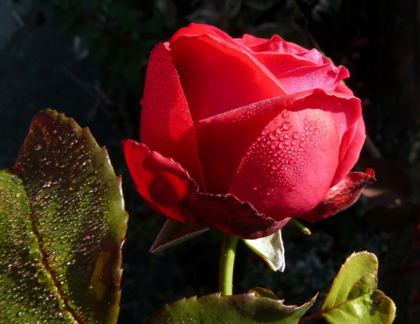 Обои картинки фото цветы, розы, вода, капли, красная, роза