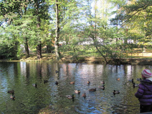 Обои картинки фото животные, утки, пруд, парк