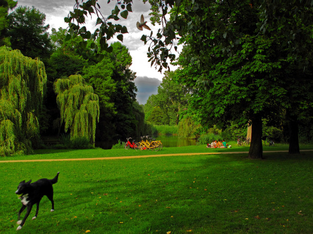 Обои картинки фото природа, парк, собака, водоем, лужайка, деревья