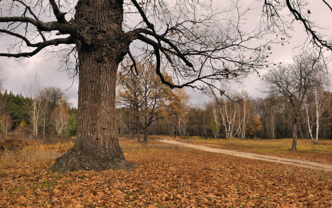 Обои картинки фото природа, деревья, осень, дерево, листья