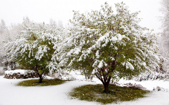 Обои картинки фото природа, деревья, зима, снег, трава