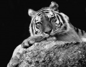 Картинка животные тигры задумчивость