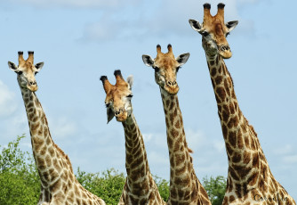 Картинка животные жирафы шеи
