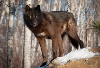 Картинка животные волки черный хищник