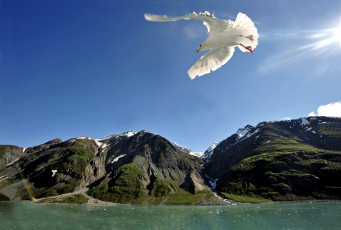 Картинка животные Чайки бакланы крачки чайка полет