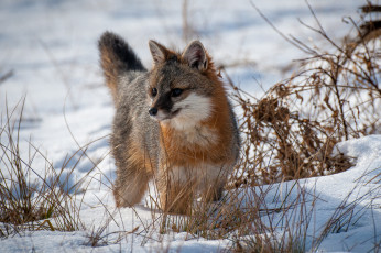 Картинка животные лисы серебряная лиса
