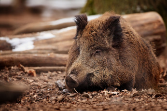 Картинка животные свиньи кабаны кабан
