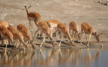 Картинка животные антилопы намибия природа