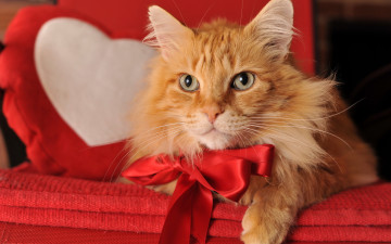 Картинка животные коты рыжий кот бант мейн-кун