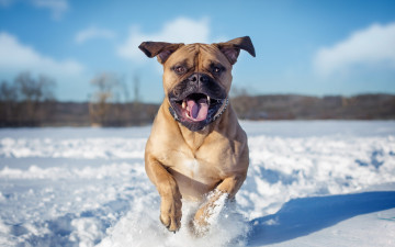 Картинка животные собаки собака зима