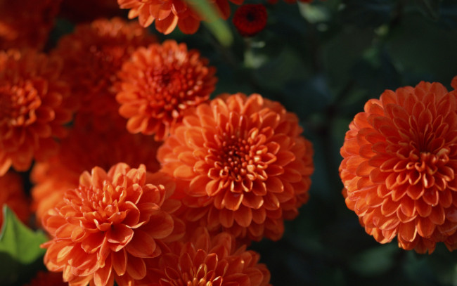Обои картинки фото цветы, георгины, оранжевый