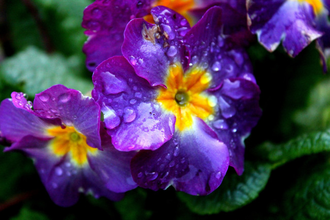 Обои картинки фото цветы, примулы, фиолетовый, капли, макро