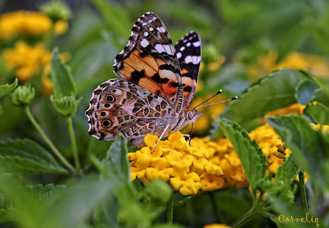 Обои картинки фото животные, бабочки, лантана, крылья