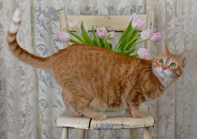 Обои картинки фото животные, коты, рыжий, тюльпаны