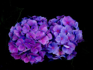 Картинка цветы гортензия фиолетовая