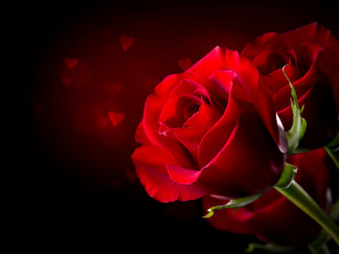 Картинка цветы розы бутоны праздник