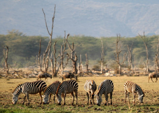 обоя lake manyara, животные, зебры, саванна, сухостой, африка, антилопы, гну, трава, деревья