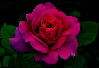 Картинка цветы розы роза вишневая
