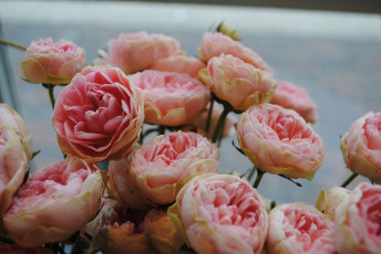 Картинка цветы розы пионы розовые