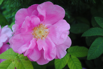Картинка цветы шиповник цветок розовый