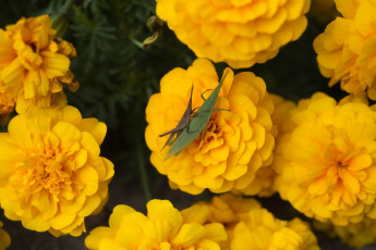 Картинка цветы бархатцы желтые