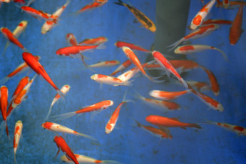 Картинка животные рыбы вода окрас