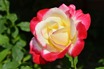 Картинка цветы розы макро бутон роза лепестки
