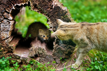 Картинка животные дикие+кошки кошка пенек сухое дерево диалог котенок