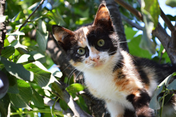 Картинка животные коты листва котёнок