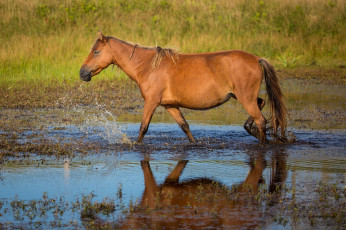 Картинка животные лошади конь брызги вода профиль