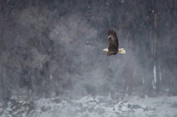 Картинка животные птицы+-+хищники орлан зима крылья полет белоголовый