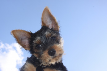 Картинка животные собаки лохматик мордочка небо синива