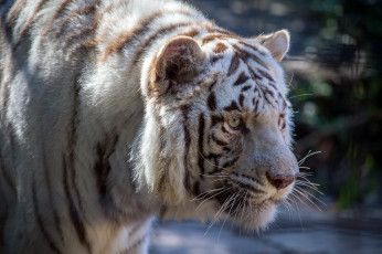 Картинка животные тигры кошка морда белый тигр