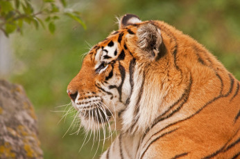 Картинка животные тигры профиль морда амурский кошка тигр