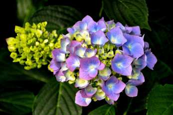 Картинка цветы гортензия синяя
