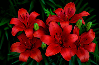 Картинка цветы лилии +лилейники красные