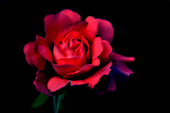 Картинка цветы розы цветок роза