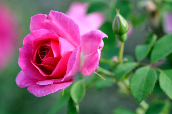 Картинка цветы розы роза розовая