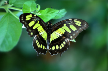 Картинка животные бабочки листья бабочка